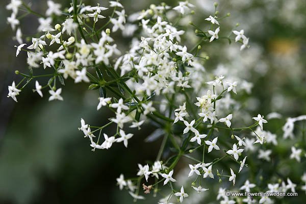 Galium boreale, Vitmåra, Nordisches Labkraut, Noords walstro, Northern Bedstraw