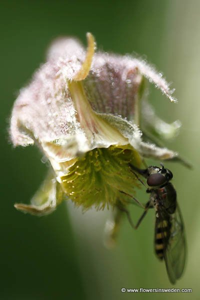 Zweden Bloemen Natuur