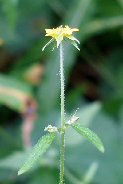 Geum urbanum, Nejlikrot, Echte Nelkenwurz, Geel nagelkruid, Wood Aven