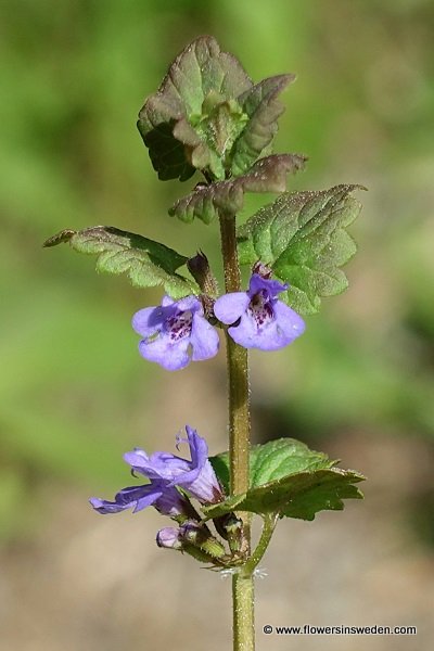 Sweden Flowers,Glechoma hederacea, Nepeta glechoma, Nepeta hederacea, SE: Jordreva, DE: Gundermann, Echt-Gundelrebe, NL: Hondsdraf, UK: Ground-Ivy,  Gill Over The Ground