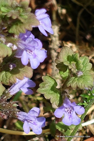 Glechoma hederacea, Nepeta glechoma, Nepeta hederacea, SE: Jordreva, DE: Gundermann, Echt-Gundelrebe, NL: Hondsdraf, UK: Ground-Ivy,  Gill Over The Ground