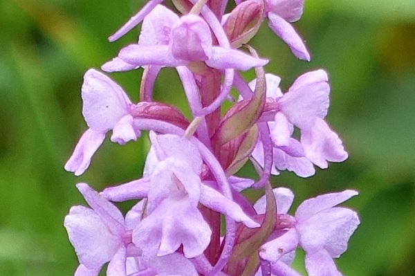 Gymnadenia conopsea, Brudsporre, Mücken-Händelwurz, Grote muggenorchis, Fragrant Orchid
