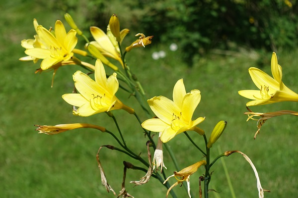 Sweden Flowers, Hemerocallis lilioasphodelus, Gul daglilja, Gelbe Taglilie, Gele daglelie, Lemon daylily, Lemon lily, Yellow daylily