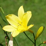 Hemerocallis lilioasphodelus - Sweden Wildflowers