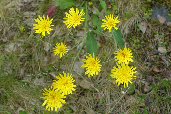 Sweden Flowers, Hieracium sect. Tridentata, Styvfibblor,  Habichtskraut, Havikskruid, Hawkweed