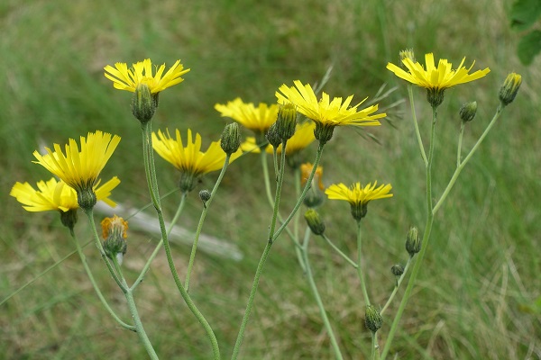 Hieracium sect. Tridentata, Styvfibblor,  Habichtskraut, Havikskruid, Hawkweed