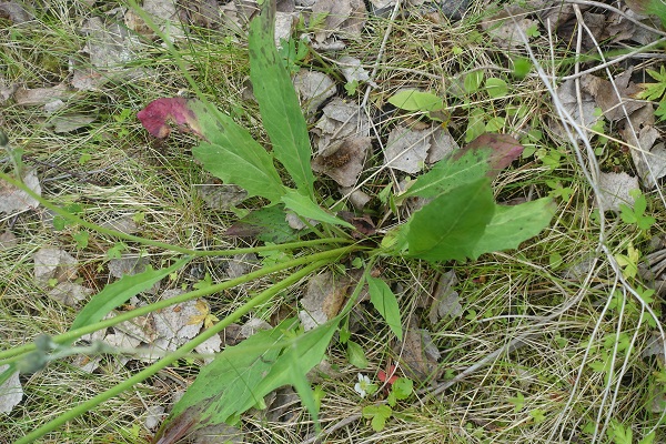 Flowers in Sweden, Wildflowers, Hieracium sect. Tridentata, Styvfibblor,  Habichtskraut, Havikskruid, Hawkweed