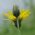 Hieracium  sect. Tridentata - Sweden Wildflowers