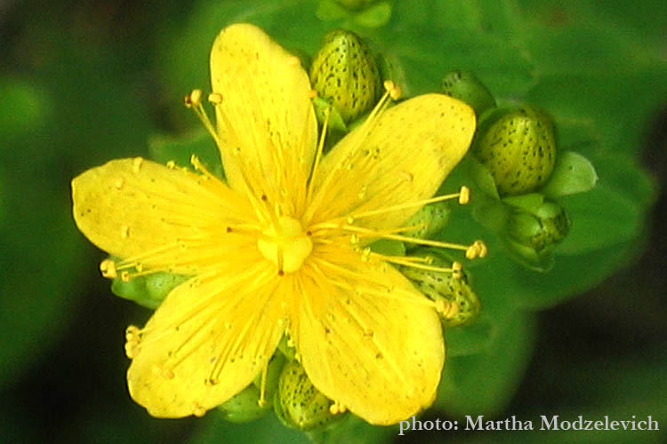 Sweden wild flowers, Vilda blommor i Sverige