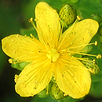 Hypericum perforatum - Sweden Wildflowers