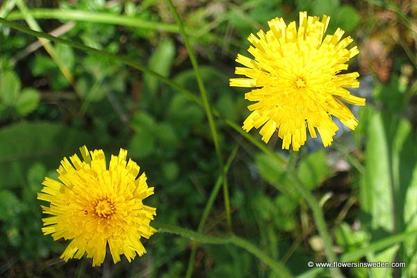 Vilda blommor i Sverige