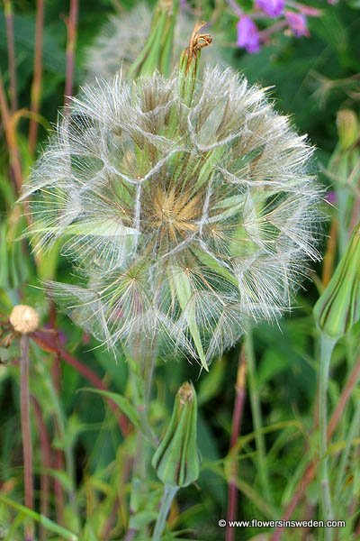 Zweden, Bloemen, Natuur, Reizen