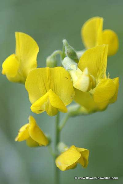 Zweden, Bloemen, Natuur, Hammarstrand, Ragunda