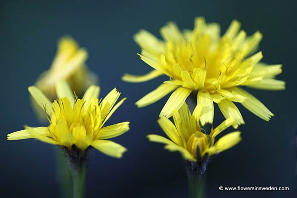 Leontodon autumnalis, Scorzoneroides autumnalis, Höstfibbla, Herbst-Lövenzahn, Vertakte leeuwentand, Autumn Hawkbit, Fall Dandelion