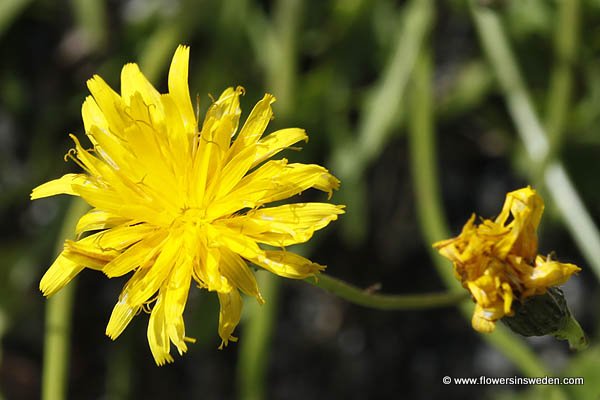 Sweden, Wildflowers, Nature, Travel, Botany