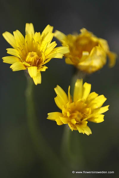 Wilde Flora in Zweden, Natuur, Reizen