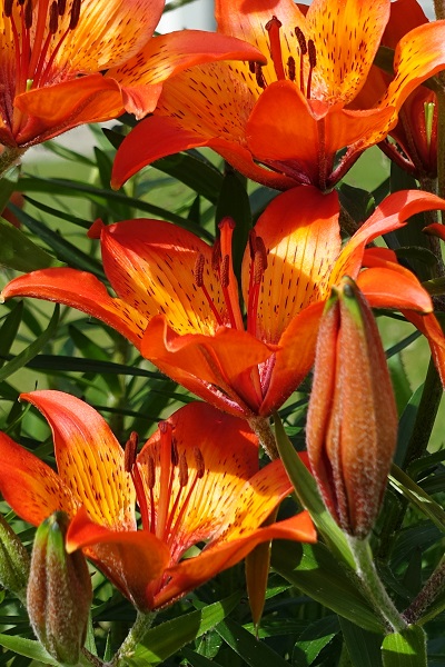 Lilium bulbiferum, SE: Brandlilja, DE: Feuer-Lilie, NL: Roggelelie, UK: Orange lily, Fire lily, Tiger lily