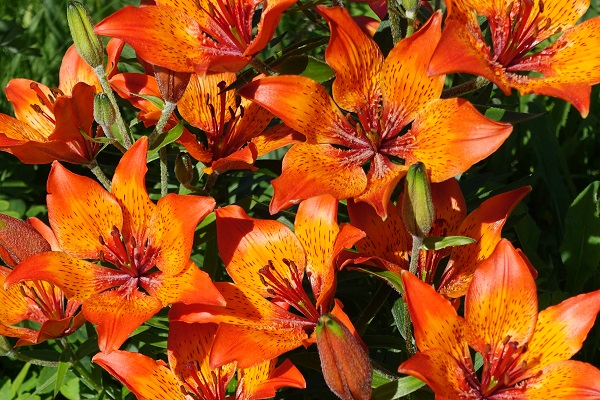 Flowers in Sweden, Wildflowers, Nature