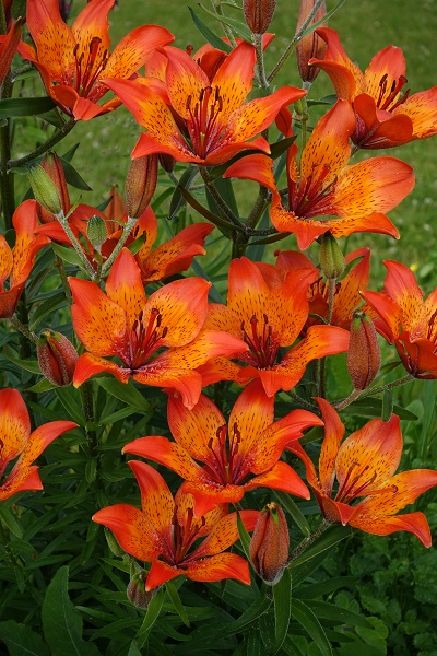 Lilium bulbiferum, SE: Brandlilja, DE: Feuer-Lilie, NL: Roggelelie, UK: Orange lily, Fire lily, Tiger lily