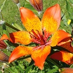 Lilium bulbiferum- Sweden, Flora, Online