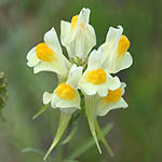 Linaria vulgaris - Sweden, Flora, Online