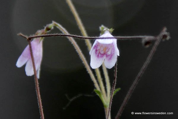 Sweden, Ragunda Kommun, Reizen, Natuur, Bloemen