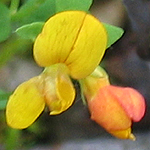 Lotus corniculatus - Sweden, Flora, Online