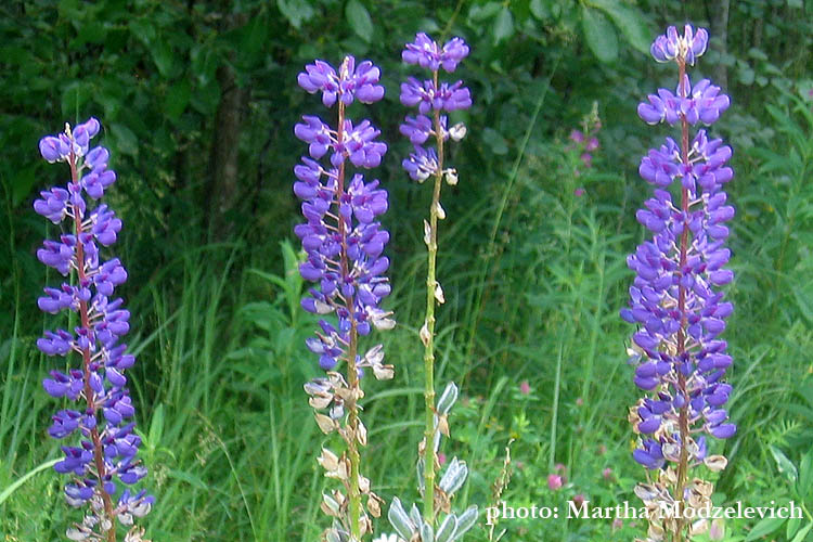 Sweden, Flowers, Nature, Botany, Travel