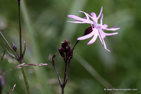 Lychnis flos-cuculi, Coronaria flos-cuculi, Silene flos-cuculi, SE: Gökblomster, DE: Kuckuckslichtnelke, NL: Echte koekoeksbloem, UK: Ragged-Robin