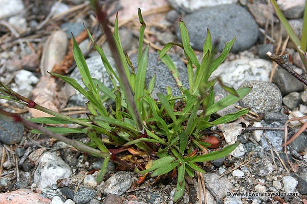 Sweden, Ragunda Kommun, Wild Flowers