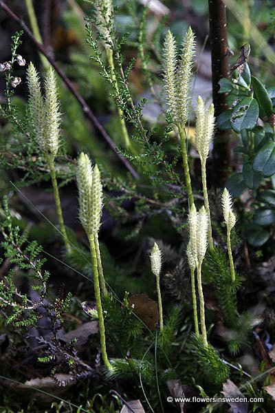 Sweden, Nature, Travel, Wildflowers