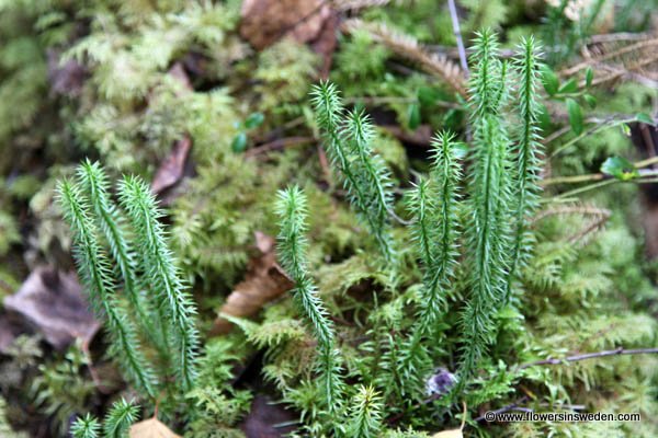 Flowers in Sweden online, Native plants, Sverige