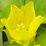 Lysimachia nummularia - Sweden, Flora, Online