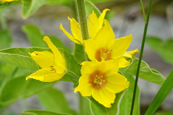 Lysimachia punctata, Praktlysing, Punktierter Gilbweiderich, Puntwederik, Garden Loosestrife, Yellow Loosestrife, Dotted Loosestrife