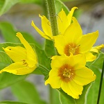 Lysimachia punctata - Sweden, Flora, Online