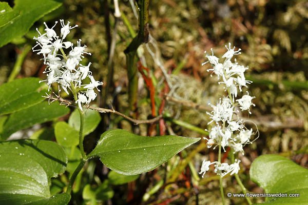 Visit Sweden, Nature, Wildflowers, Travel