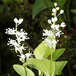 Maianthemum bifolium, Maianthemum dilatatum - Flowers in Sweden