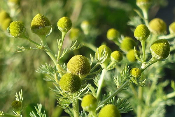 Flowers in Sweden, Wildflowers, Matricaria discoidea, Matricaria matricarioides, Matricaria suaveolens, Gatkamomill, Strahlenlose Kamille, Schijfkamille, Pineappleweed, Rayless chamomile