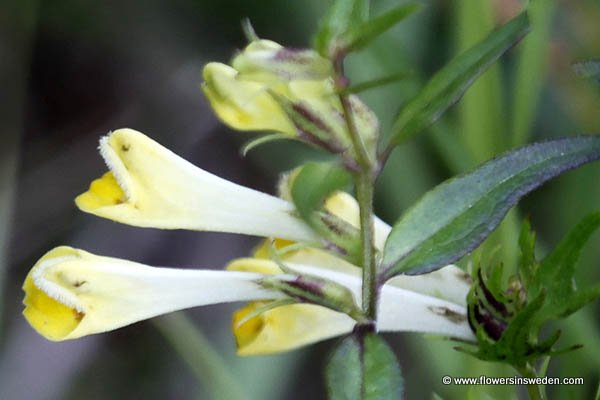 Visit Sweden, Nature, Travel, Wildflowers