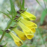 Melampyrum pretense - Flowers in Sweden