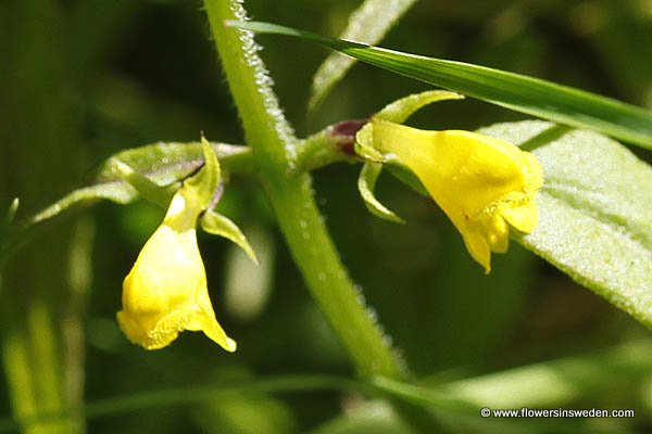 Visit Sweden, Nature, Wildflowers, Travel