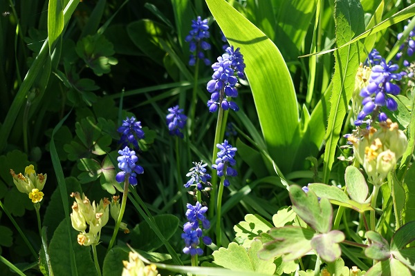 Sweden Flowers, Muscari botryoides, Pärlhyacint, Kleine Traubenhyazinthe, Blauwe druifjes, Compact Grape-hyacinth