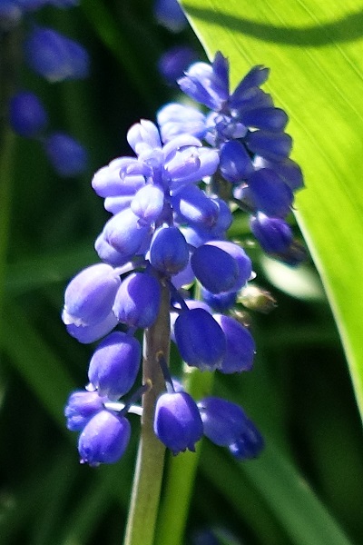 Muscari botryoides, Pärlhyacint, Kleine Traubenhyazinthe, Blauwe druifjes,  Compact Grape-hyacinth
