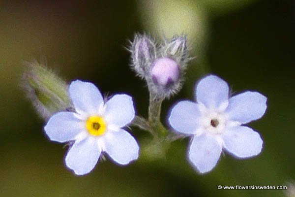 Visit Sweden, Nature, Travel, Flowers