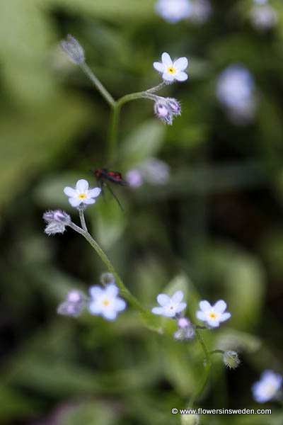 Zweden, Bloemen, Natuur