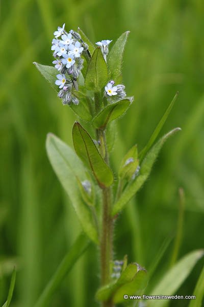 Myosotis sylvatica (Wood Forget-Me-Not)