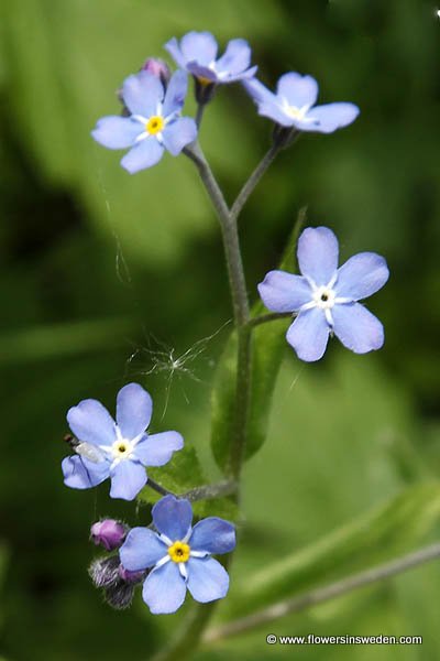 Myosotis sylvatica (Forget-Me-Not, French Forget Me Not)