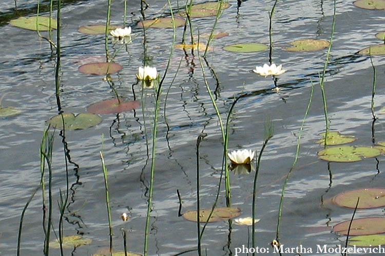 Sweden wildflowers