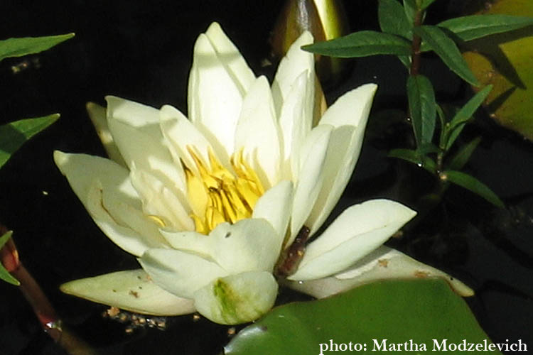 Nymphaea alba, Vit näckros, Weiße Seerose, Witte waterlelie, White Water-Lily, Nymphaeaceae, Water-lily family, Näckrosväxter