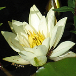 Nymphaea alba - Flowers in Sweden